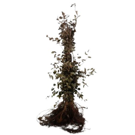 Hêtre commun,Hêtre vert - Fagus sylvatica Atropunicea 80cm Racines nues