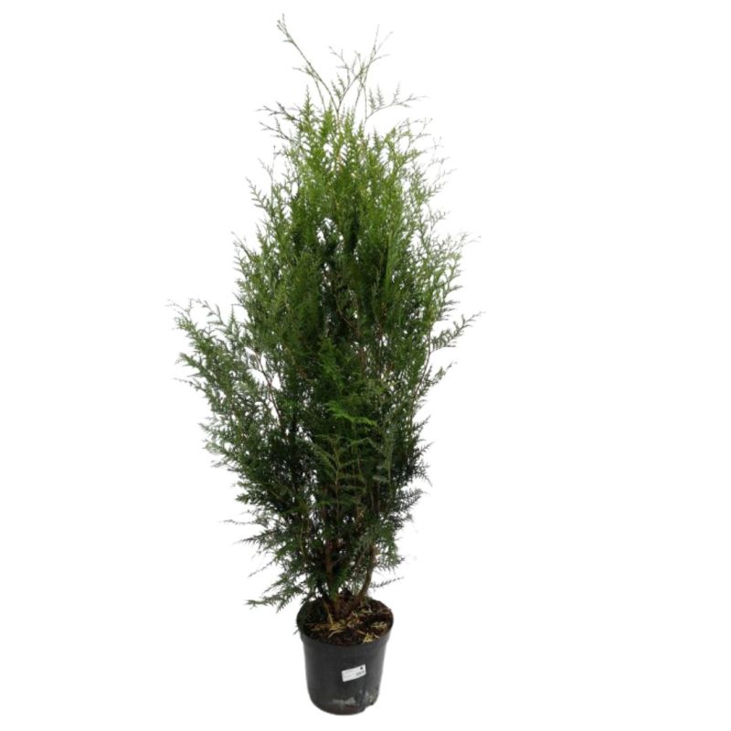 Thuya géant Atrovirens - Thuja plicata Atrovirens en Pot 150/175cm