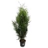 Thuya géant Atrovirens - Thuja plicata Atrovirens en Pot 150/175cm