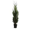 Thuya géant Atrovirens - Thuja plicata Atrovirens 80cm en Pot