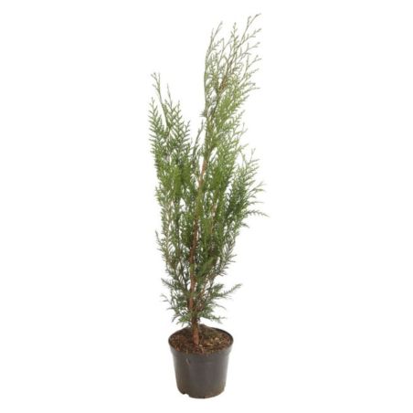 Thuya géant Atrovirens - Thuja plicata Atrovirens 80cm en Pot