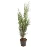 Thuya géant Atrovirens - Thuja plicata Atrovirens 80cm en Pot