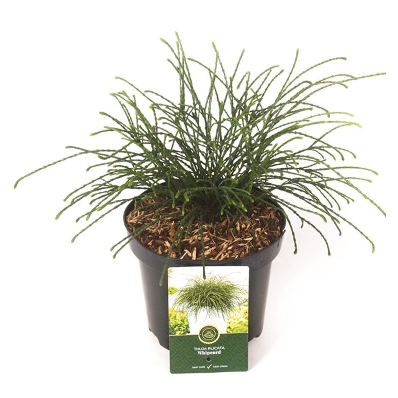 Thuya Whipcord - Thuja plicata Whipcord 20/30cm Pot 2,5L