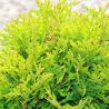 Thuya occidental Mirjam - Thuja occidentalis Mirjam 20/40cm Pot 5L