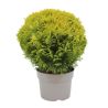Thuya occidental Mirjam - Thuja occidentalis Mirjam 20/40cm Pot 5L