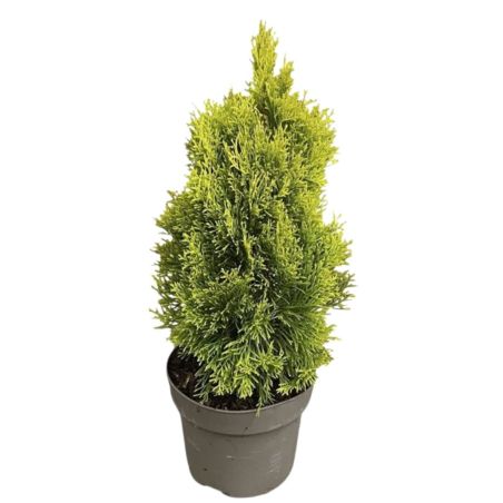 Thuya occidental Golden Smaragd - Thuja occidentalis Golden Smaragd (Janed Gold) 40/50cm Pot 4L