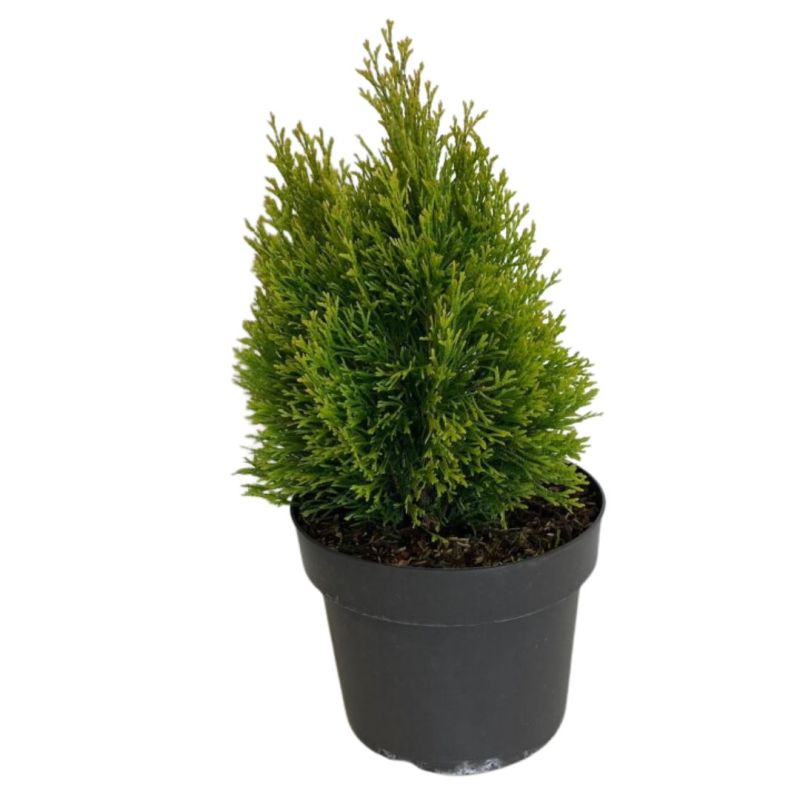Thuya occidental Golden Smaragd - Thuja occidentalis Golden Smaragd (Janed Gold) 40/50cm Pot 4L