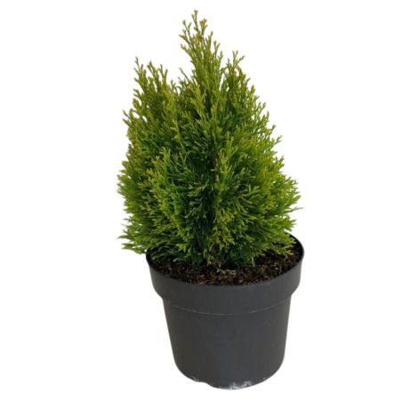 Thuya occidental Golden Smaragd - Thuja occidentalis Golden Smaragd (Janed Gold) 40/50cm Pot 4L