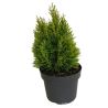 Thuya occidental Golden Smaragd - Thuja occidentalis Golden Smaragd (Janed Gold) 40/50cm Pot 4L