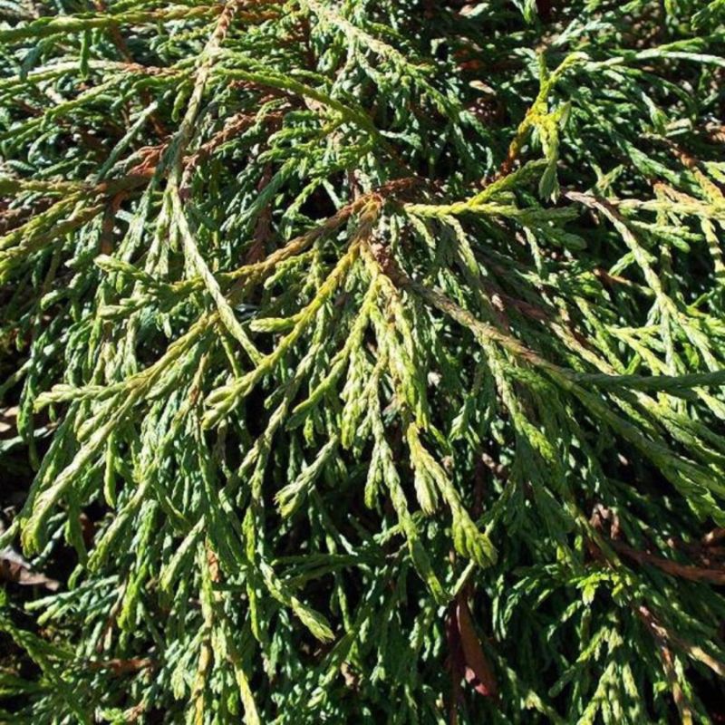 Thuya Kagers Beauty - Thuja plicata Kagers Beauty 20/40cm Pot 2,5L