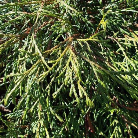 Thuya Kagers Beauty - Thuja plicata Kagers Beauty 20/40cm Pot 2,5L