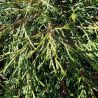 Thuya Kagers Beauty - Thuja plicata Kagers Beauty 20/40cm Pot 2,5L