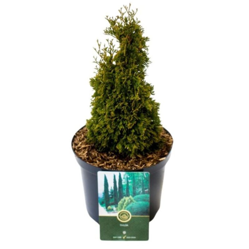 Thuya occidental Maks - Thuja occidentalis Maks 20/40cm Pot 2,5L
