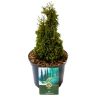 Thuya occidental Maks - Thuja occidentalis Maks 20/40cm Pot 2,5L