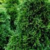 Thuya occidental Maks - Thuja occidentalis Maks 20/40cm Pot 2,5L