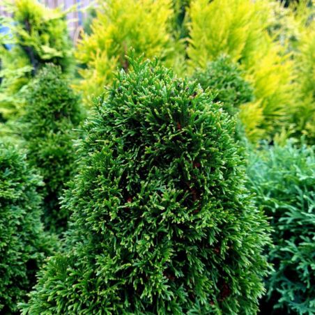 Thuya occidental Maks - Thuja occidentalis Maks 20/40cm Pot 2,5L