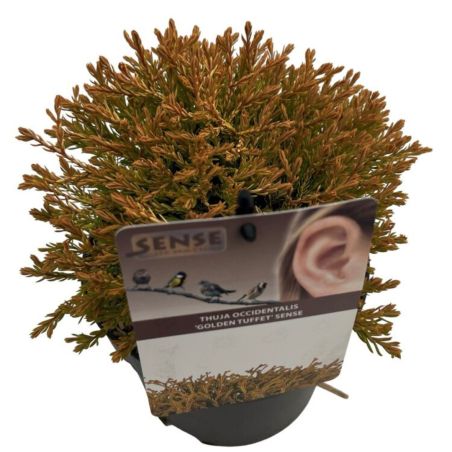 Thuya occidental Golden Tuffet - Thuja occidentalis Golden Tuffet 20/30cm Pot 2,5L