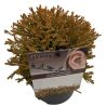 Thuya occidental Golden Tuffet - Thuja occidentalis Golden Tuffet 20/30cm Pot 2,5L