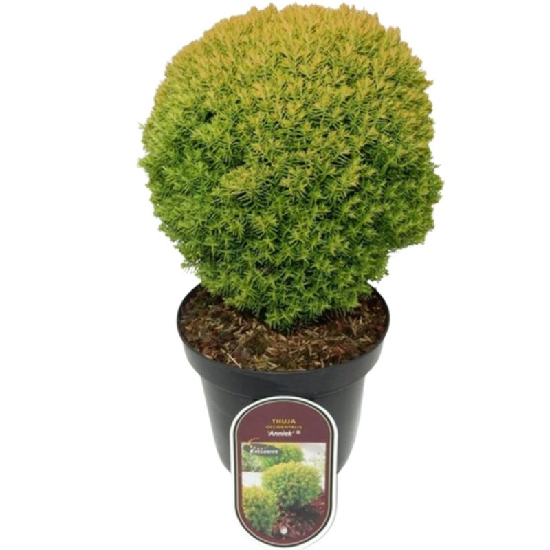 Thuya occidental Anniek - Thuja occidentalis Anniek 20/30cm Pot 2,5L