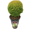 Thuya occidental Anniek - Thuja occidentalis Anniek 20/30cm Pot 2,5L