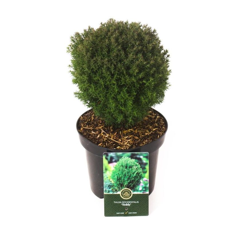 Thuya occidental Teddy - Thuja occidentalis Teddy 20/30cm Pot 2,5L