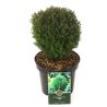 Thuya occidental Teddy - Thuja occidentalis Teddy 20/30cm Pot 2,5L