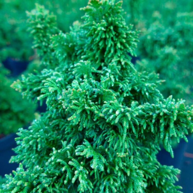 Thuya occidental Sagrada - Thuja occidentalis Sagrada 25/35cm Pot 2,5L