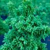 Thuya occidental Sagrada - Thuja occidentalis Sagrada 25/35cm Pot 2,5L