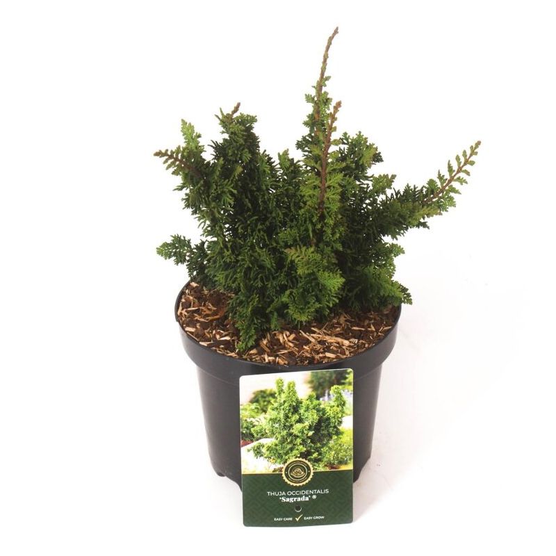 Thuya occidental Sagrada - Thuja occidentalis Sagrada 25/35cm Pot 2,5L