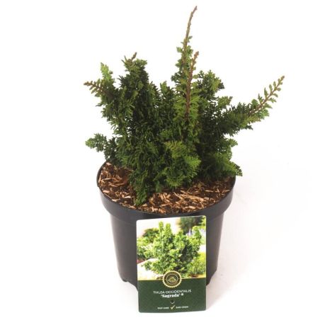 Thuya occidental Sagrada - Thuja occidentalis Sagrada 25/35cm Pot 2,5L