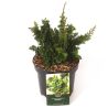 Thuya occidental Sagrada - Thuja occidentalis Sagrada 25/35cm Pot 2,5L