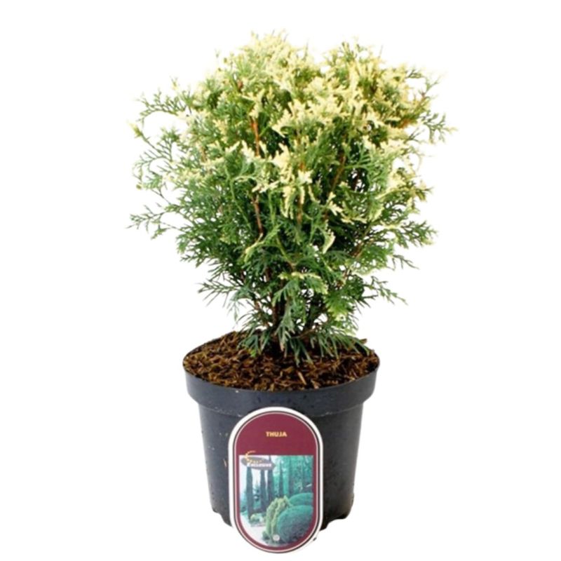 Thuya occidental Piccadilly - Thuja occidentalis Piccadilly 20/30cm Pot 2,5L