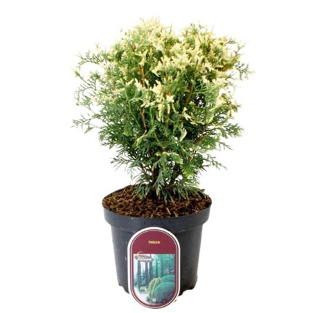 Thuya occidental Piccadilly - Thuja occidentalis Piccadilly 20/30cm Pot 2,5L