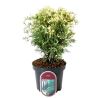 Thuya occidental Piccadilly - Thuja occidentalis Piccadilly 20/30cm Pot 2,5L