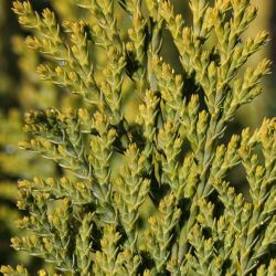 Thuya occidental Aurea Nana - Thuja occidentalis Aurea Nana 40/60cm Pot 12L