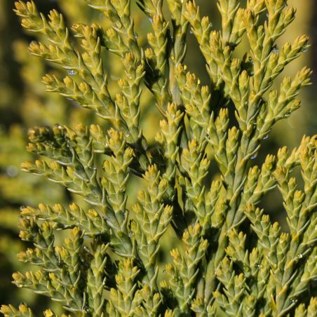 Thuya occidental Aurea Nana - Thuja occidentalis Aurea Nana 40/60cm Pot 12L