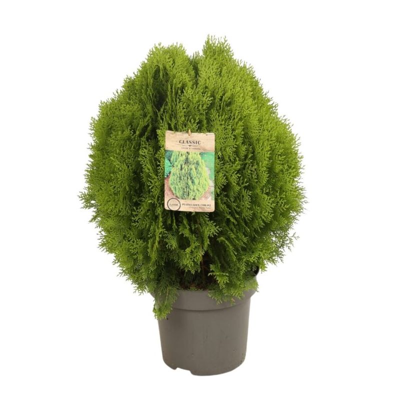 Thuya occidental Aurea Nana - Thuja occidentalis Aurea Nana 40/60cm Pot 12L