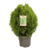Thuya occidental Aurea Nana - Thuja occidentalis Aurea Nana 40/60cm Pot 12L
