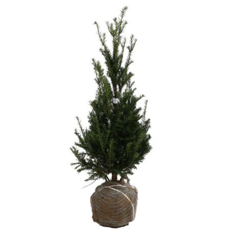 If commun - Taxus baccata en Motte 60/80cm