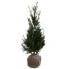 If commun - Taxus baccata en Motte 60/80cm