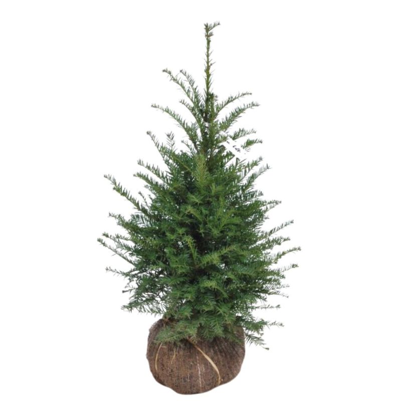 If commun - Taxus baccata en Motte 60/80cm