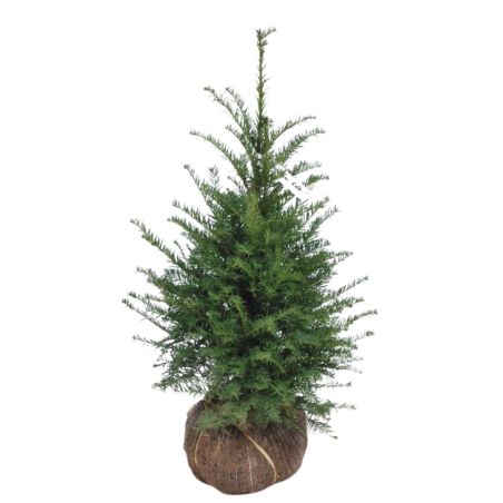 If commun - Taxus baccata en Motte 60/80cm