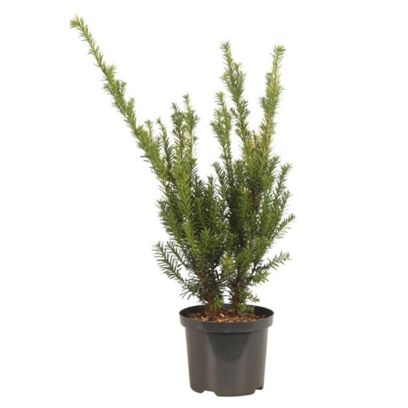 If commun Jalako Sunrise - Taxus baccata Jalako Sunrise 40/60cm Pot 2,5L