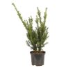If commun Jalako Sunrise - Taxus baccata Jalako Sunrise 40/60cm Pot 2,5L
