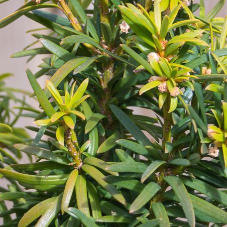 If commun Jalako Sunrise - Taxus baccata Jalako Sunrise 40/60cm Pot 2,5L