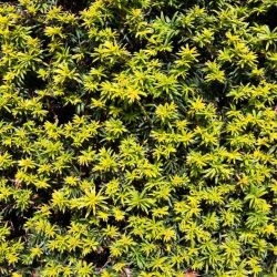 If commun Golden Minaret - Taxus baccata Golden Minaret 40/60cm Pot 2,5L