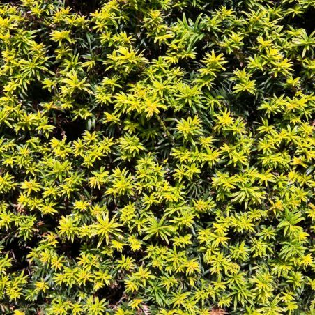 If commun Golden Minaret - Taxus baccata Golden Minaret 40/60cm Pot 2,5L