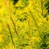 If commun Golden Minaret - Taxus baccata Golden Minaret 40/60cm Pot 2,5L