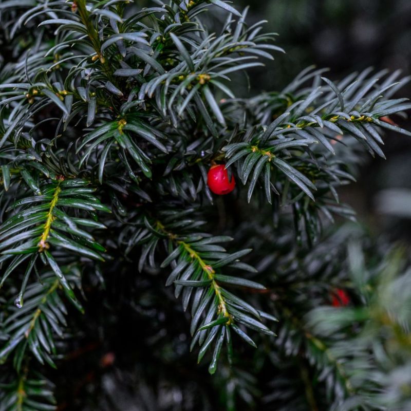 If commun Repandens - Taxus baccata Repandens 20/40cm Pot 10L