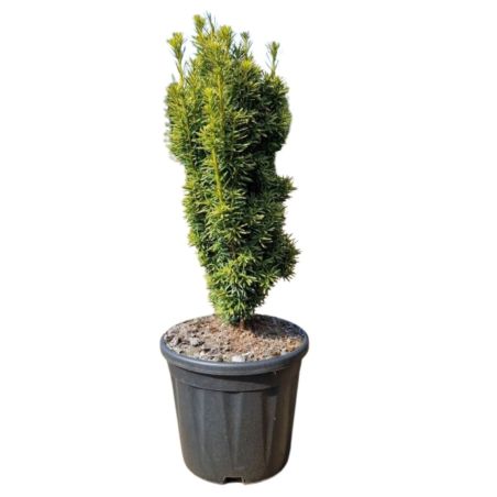 If commun Fastigiata David - Taxus baccata Fastigiata David 50/60cm Pot 11L
